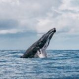 Whale Watching & Bioacoustics Experience